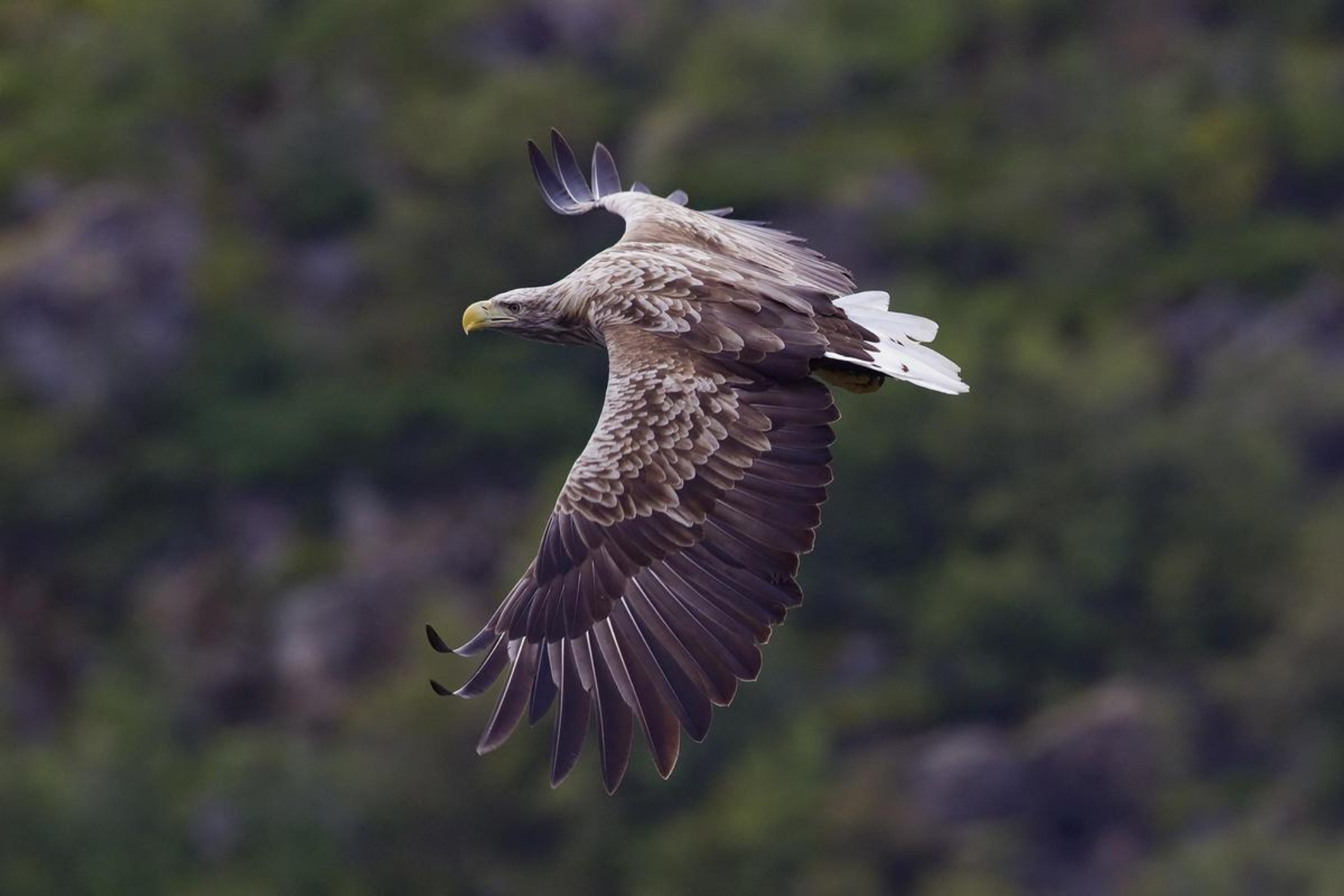 El aguila noruega se ha convertido en el centro del debate entre los ecologistas