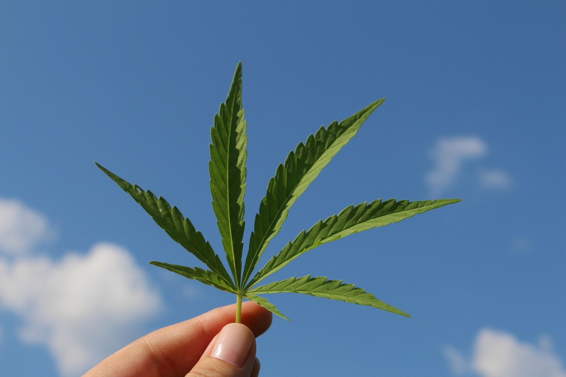 Cannabis. Pixabay.