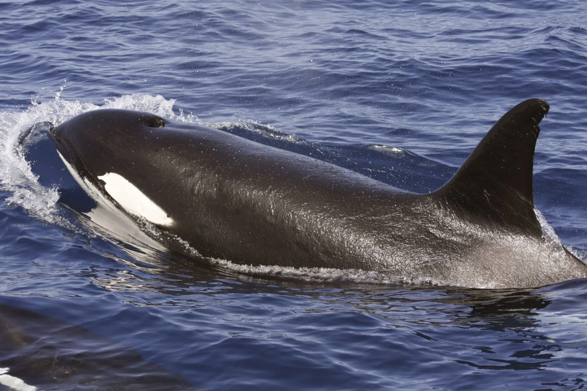 Orcas EFE
