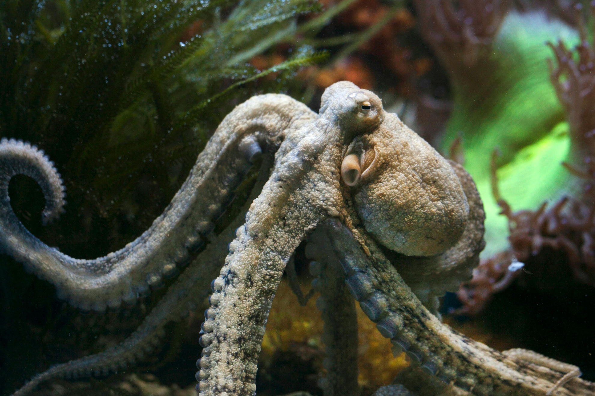 El chorro del pulpo alcanzaba la instalación eléctrica y provocaba el cortocircuito.