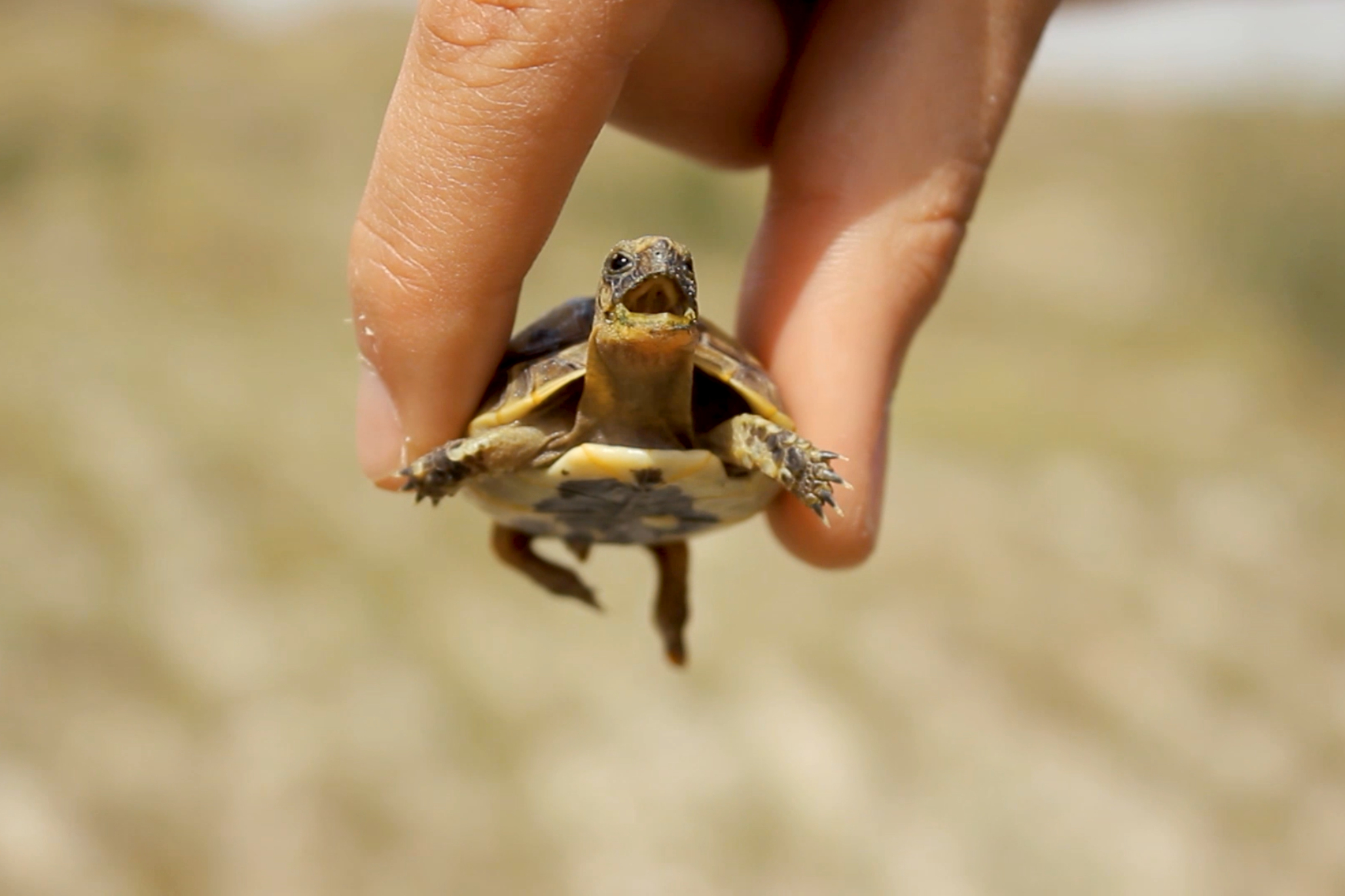 Imagen archivo de una tortuga EFE