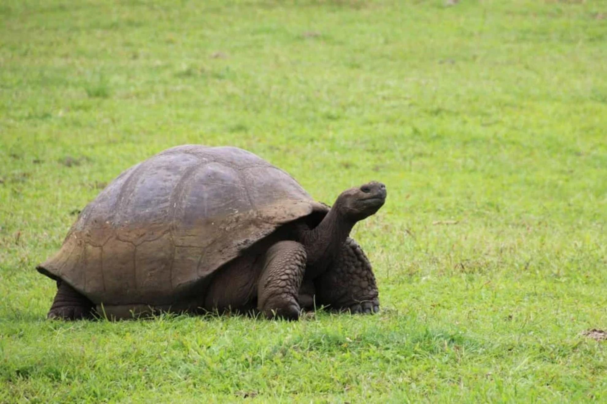 Fotografía de archivo de la tortuga Jonathan, el animal terrestre más viejo del mundo. EFE