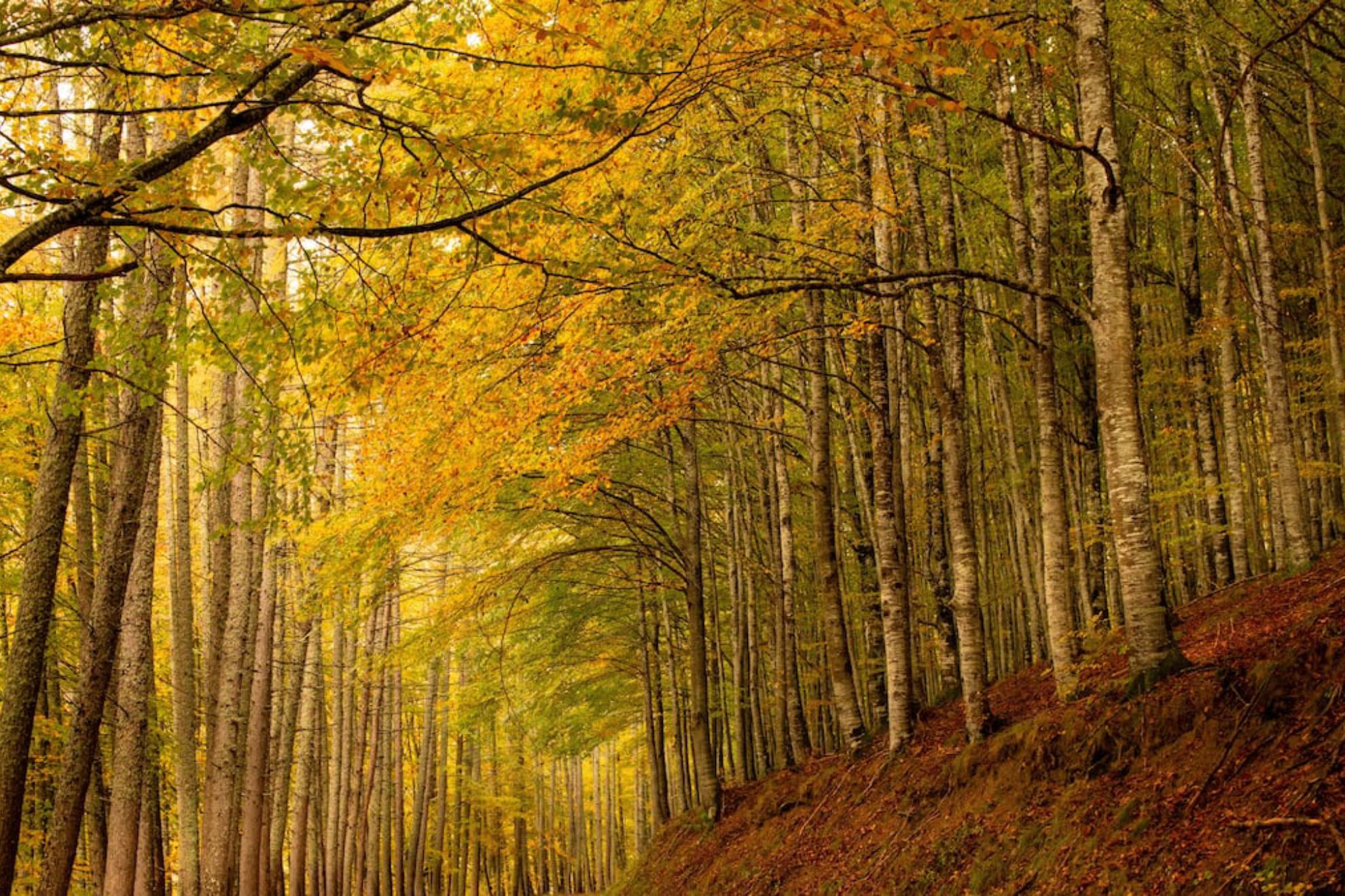 La Selva de Irati, en el Pirineo navarro.
