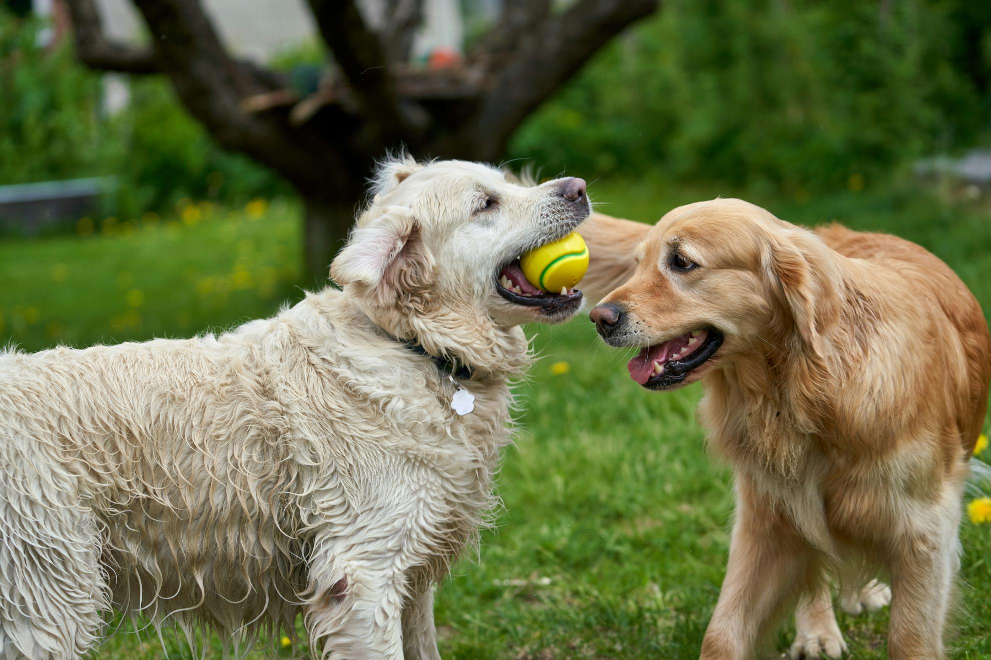 Dos perros juegan con una pelota en un espacio público.