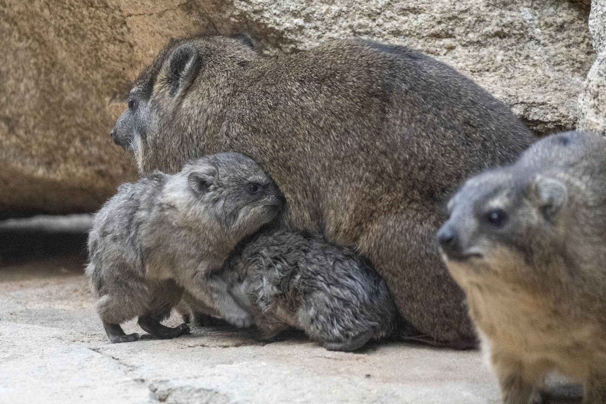 BIOPARC Valencia celebra el nacimiento de cuatro crías de damán roquero, el mamífero ligado al origen de Hispania BIOPARC Valencia