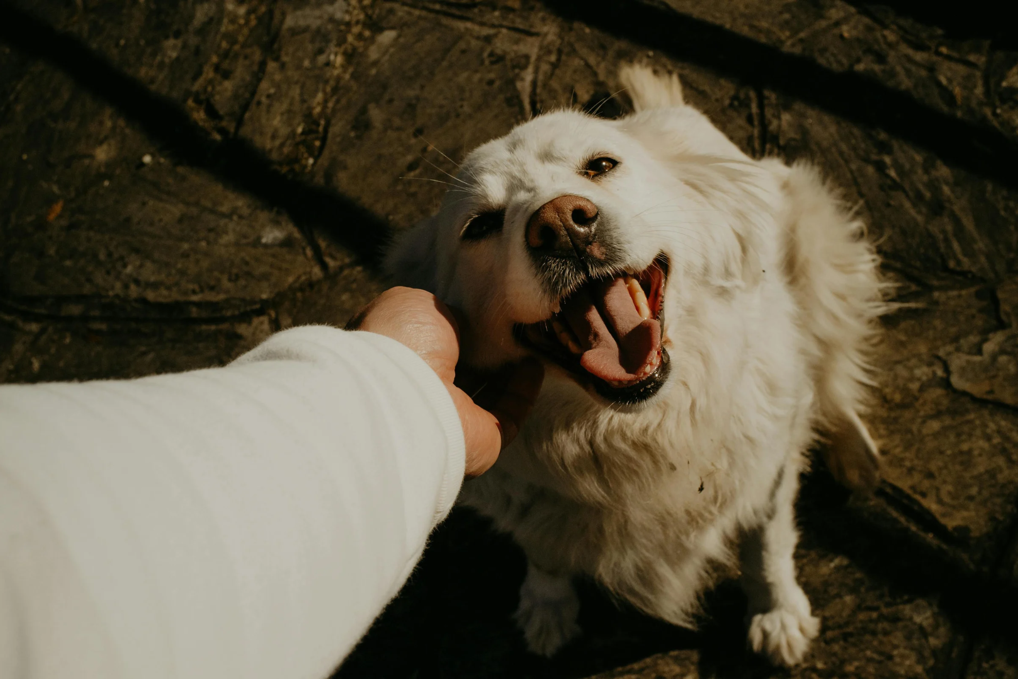 Una mascota no puede recibir herencia pero si puede incluirse en un testamento.