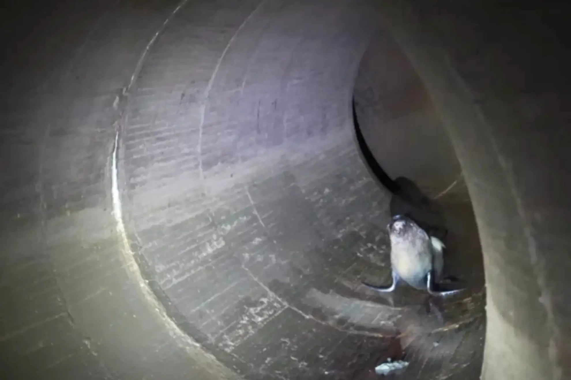 Una de las focas que se encontraron en los tuneles los estibadores Fundación del Acuario de los Dos Océanos