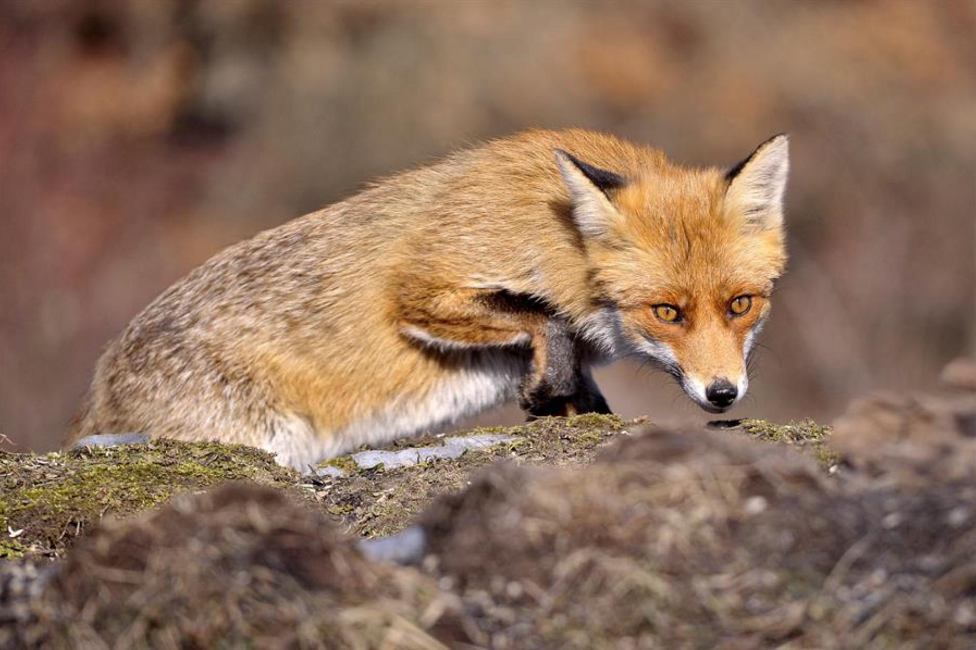 Fotografía de archivo de un zorro rojo en medio de la naturaleza. EFE