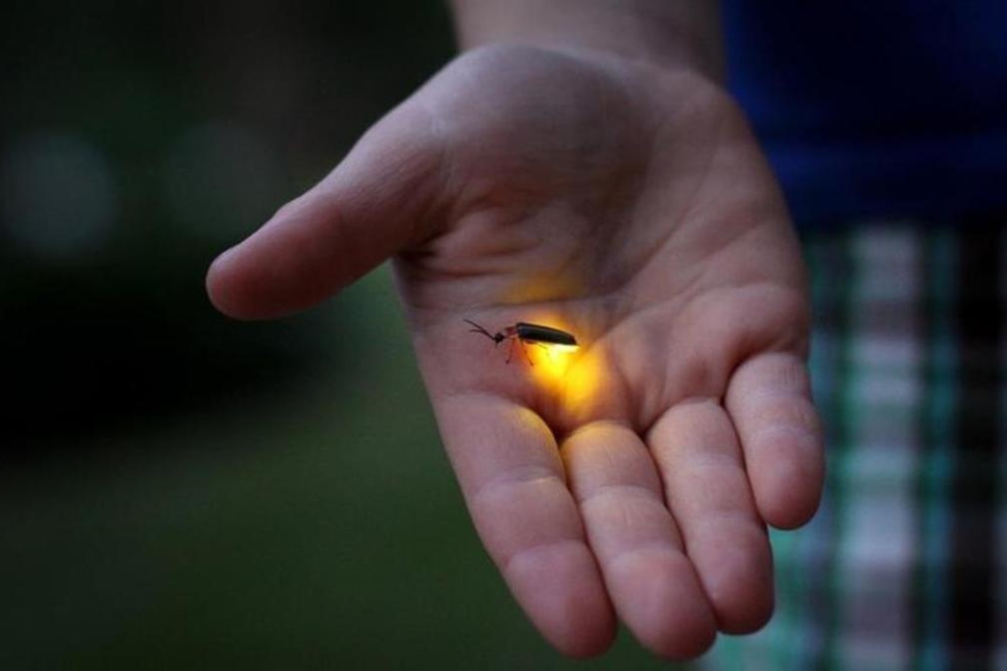 Un estudio revela las tres amenazas humanas que ponen en riesgo la ‘luz’ de este animal EFE