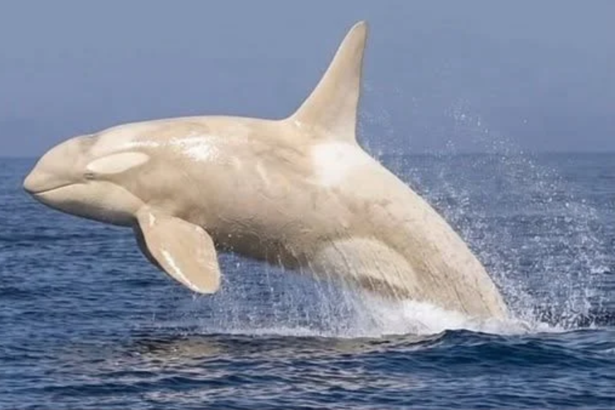 Ejemplar de orca blanca vista en Japon redes sociales