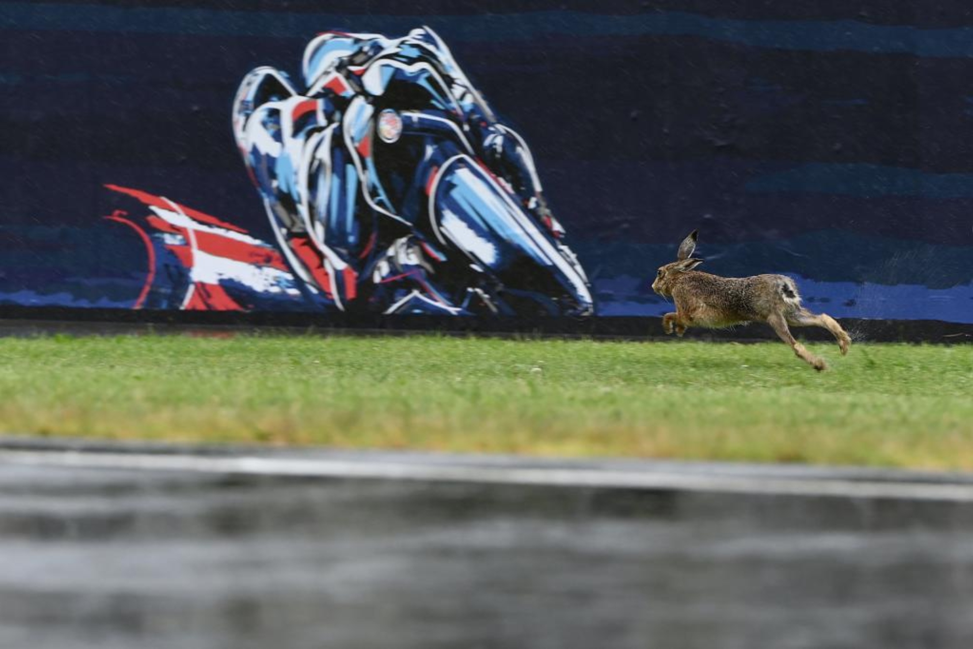 Un conejo salta en Phillip Island, hoy.